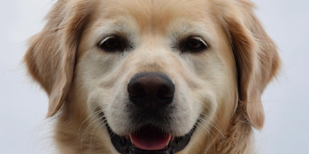 Een golden retriever die in de camera kijkt — het soort scherpe, goed belichte portret dat goede patronen oplevert